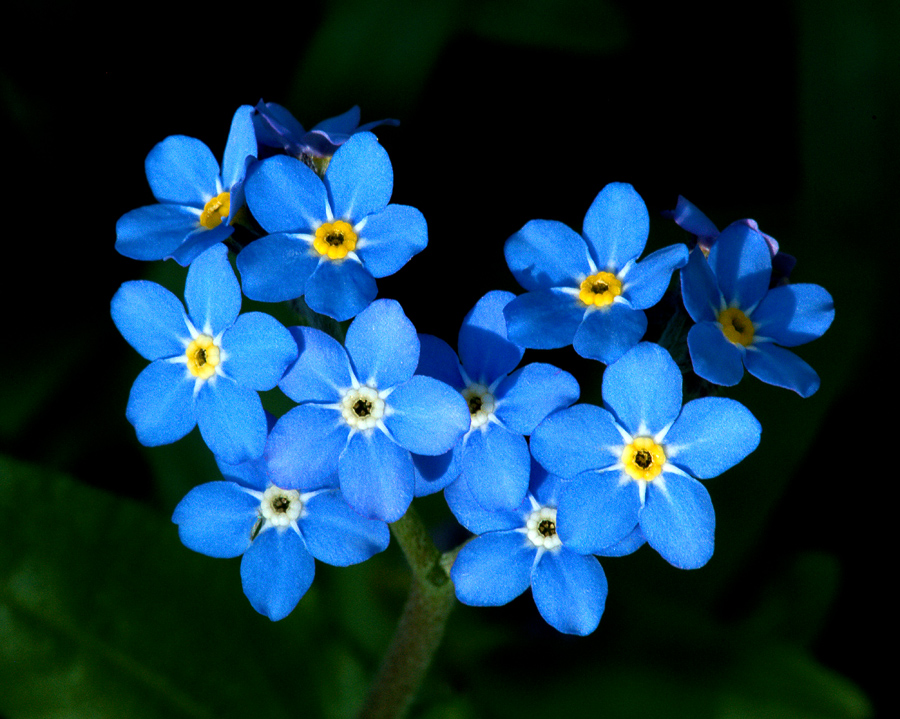 The memory garden – flutterbusters.com